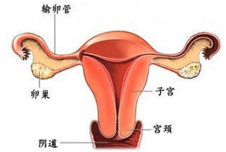 输卵管位置示意图