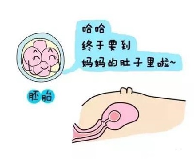 胚胎移植