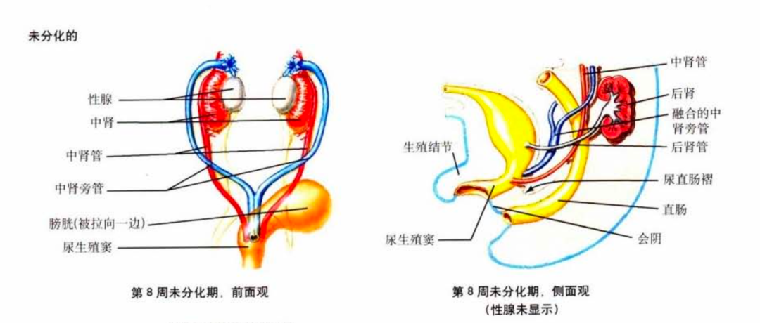 (此时男胚女胚都一样)