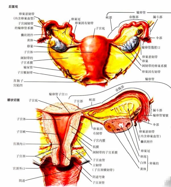 ▲正常的子宫