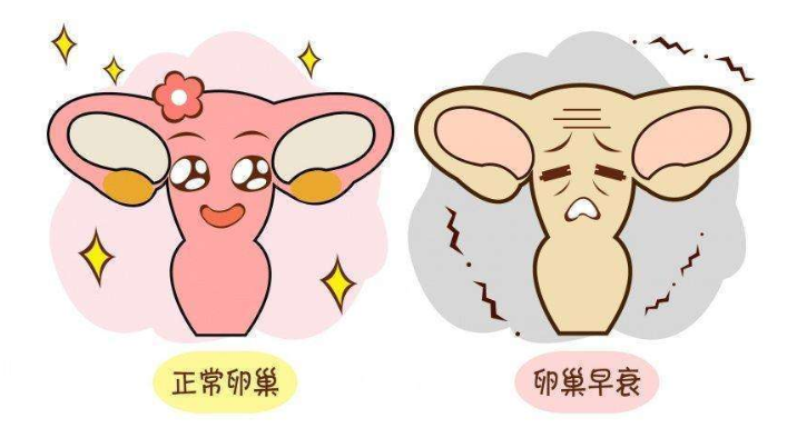 30岁的年龄，50岁的卵巢？再不呵护卵巢就晚了