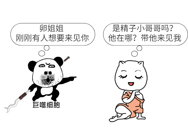 快快快，你的卵子正陷入危险，赶紧来救她...