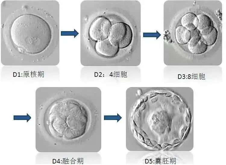 养囊的过程，是一个优胜劣汰的过程，只有发育潜能好的胚胎才能继续发育成囊胚。