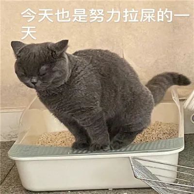 网络表情