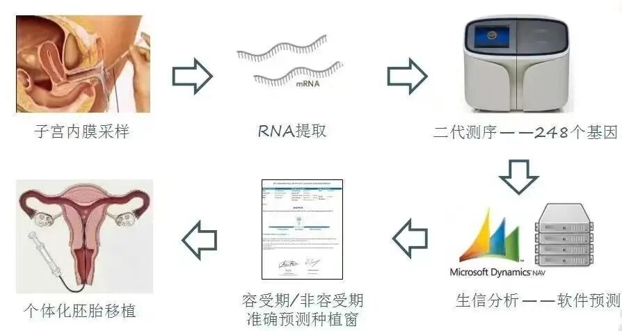子宫内膜会经历几个阶段的变化,只有特定的时间段,内膜才会“接受”胚胎的到来,而一旦错过这个时间段,子宫内膜就会将胚胎拒之门外。这就是我们常说的——种植窗